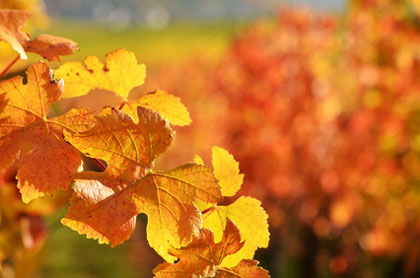 Herbstblätter