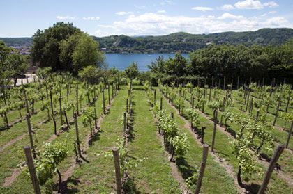 Weinberg am Lago Maggiore